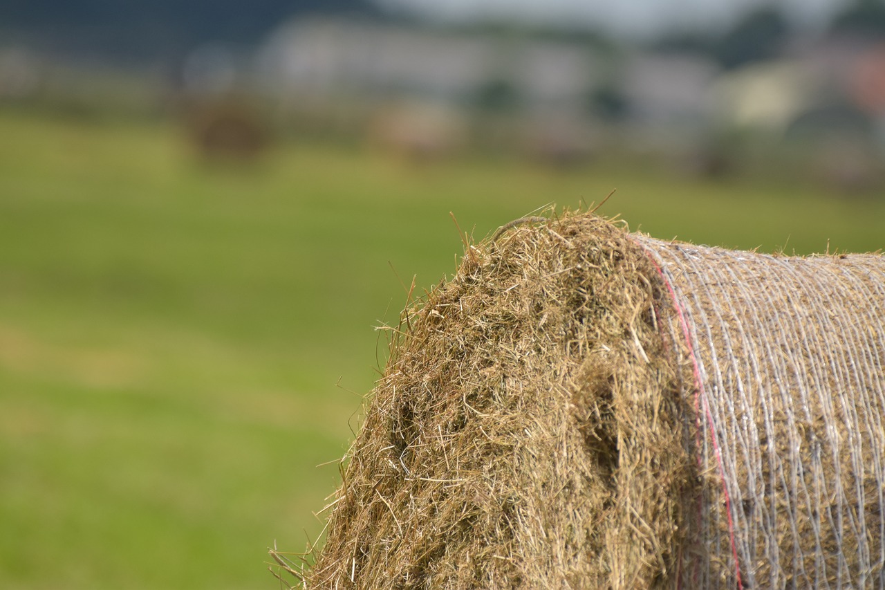 hay round bales hay bales free photo