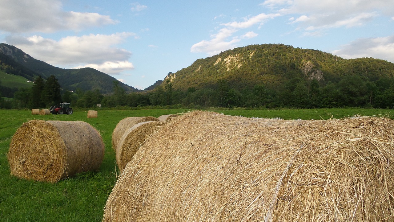 hay harvest agriculture free photo