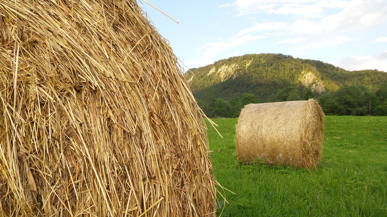 hay hay bales agriculture free photo