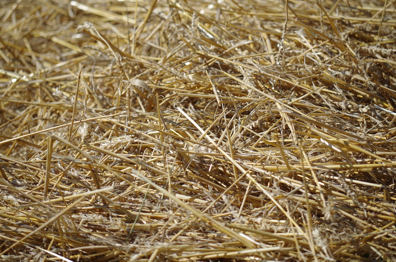 hay straw dry free photo