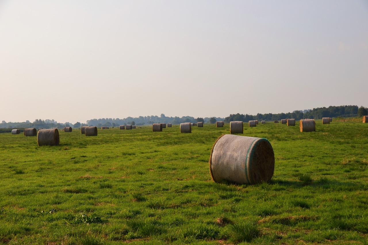 hay hay bales round bales free photo