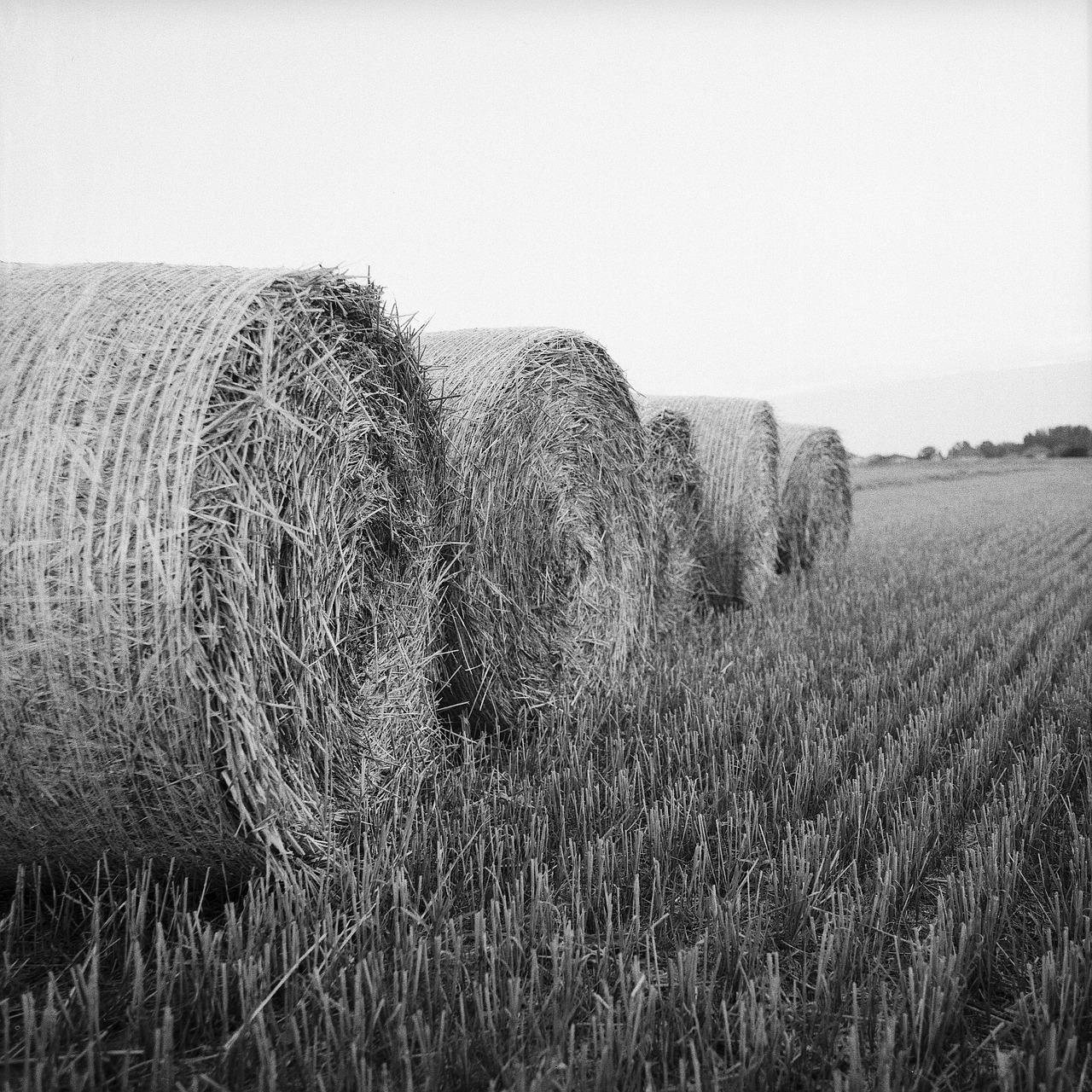 hay rolls bale free photo