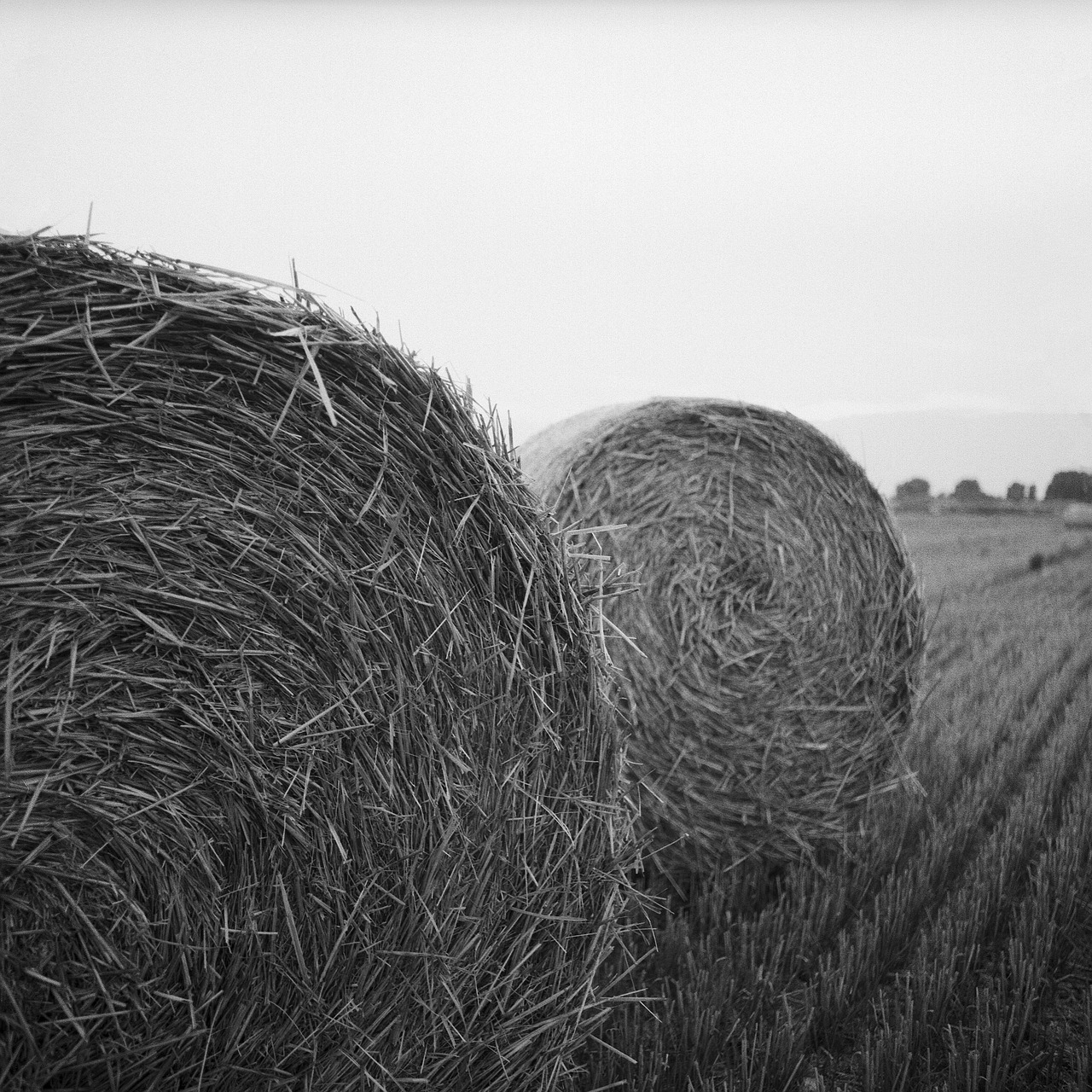 hay rolls bale free photo