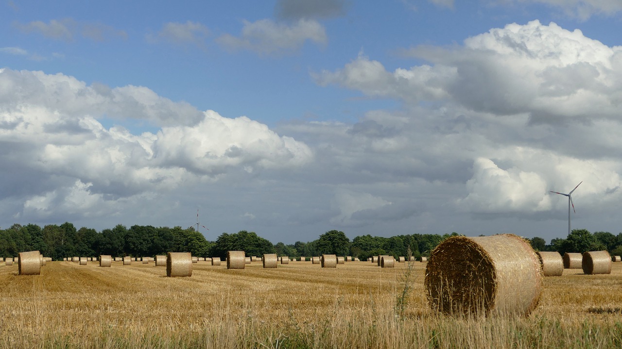 hay harvest hay bales free photo