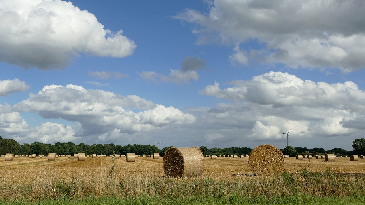 hay harvest dried grass free photo