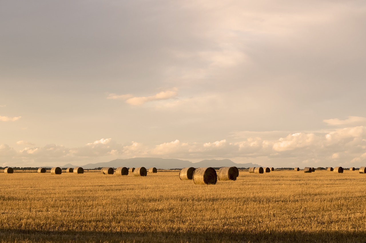 hay bales straw free photo