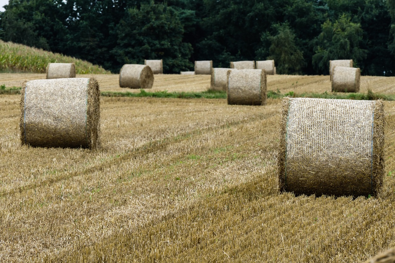 hay harvest hay bales free photo