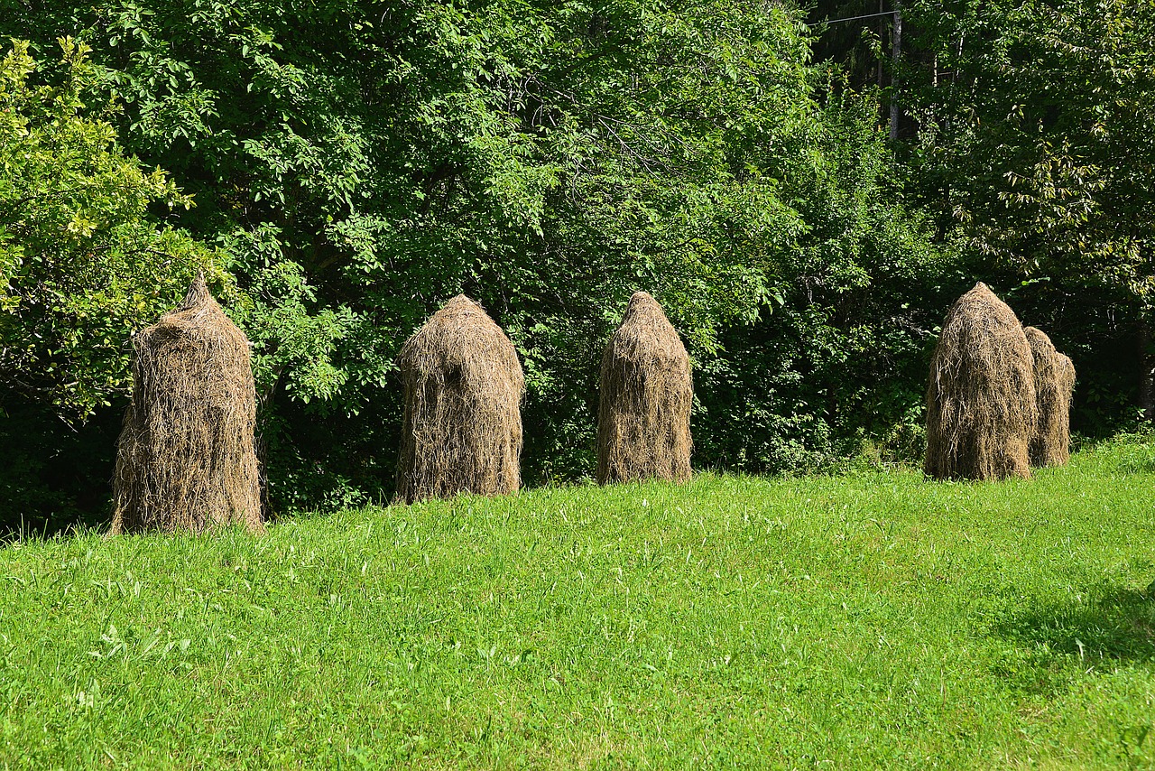 hay haystacks meadow free photo