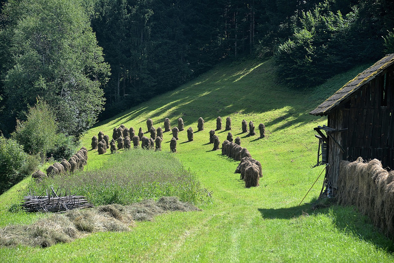 hay meadow stadl free photo