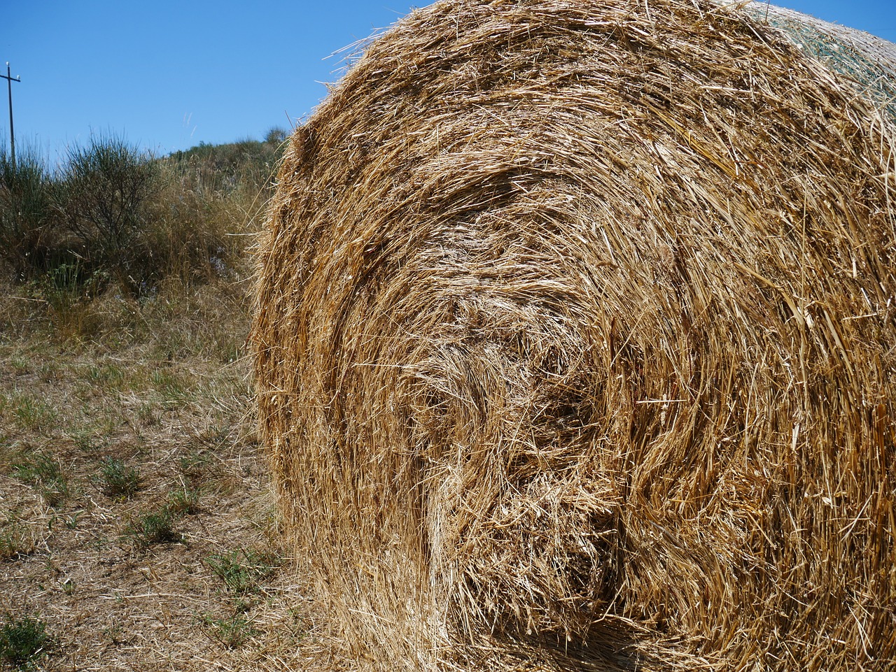 hay feed role free photo