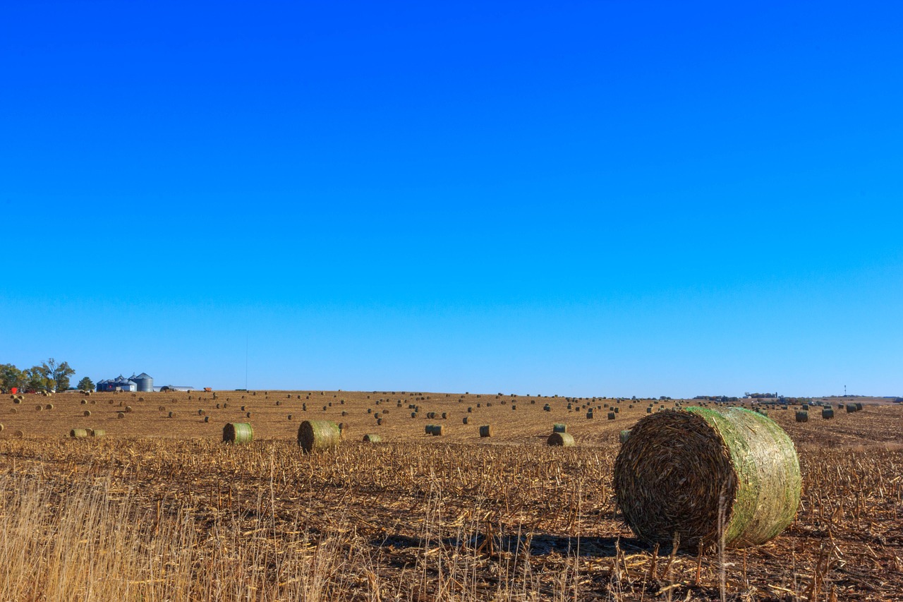 hay field hay bales free photo