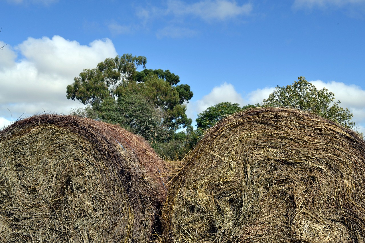 hay farm barn free photo