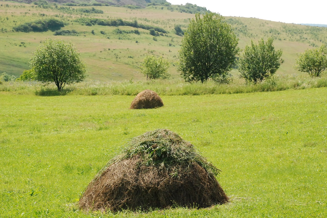 hay grass romania free photo