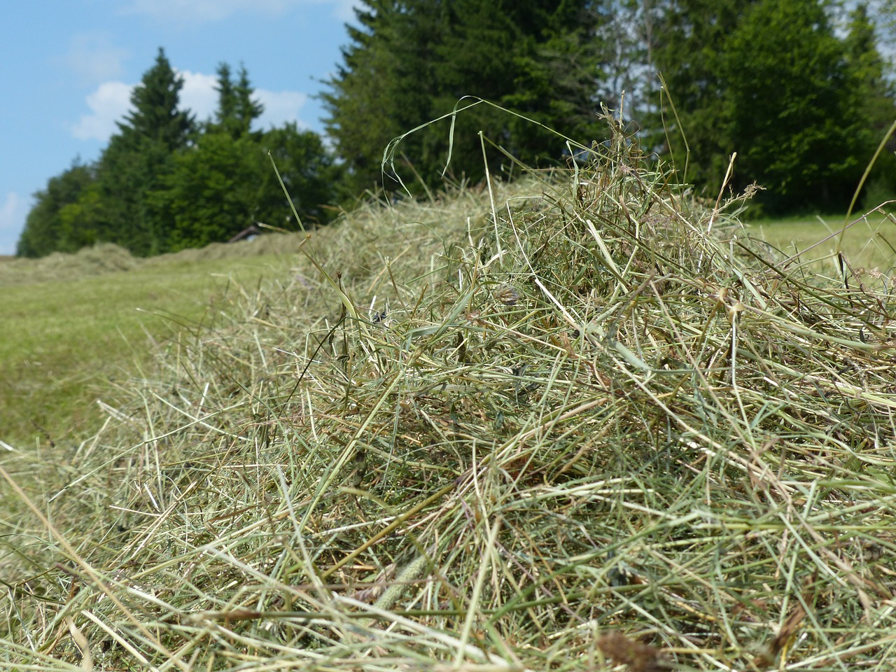 hay grass dry free photo