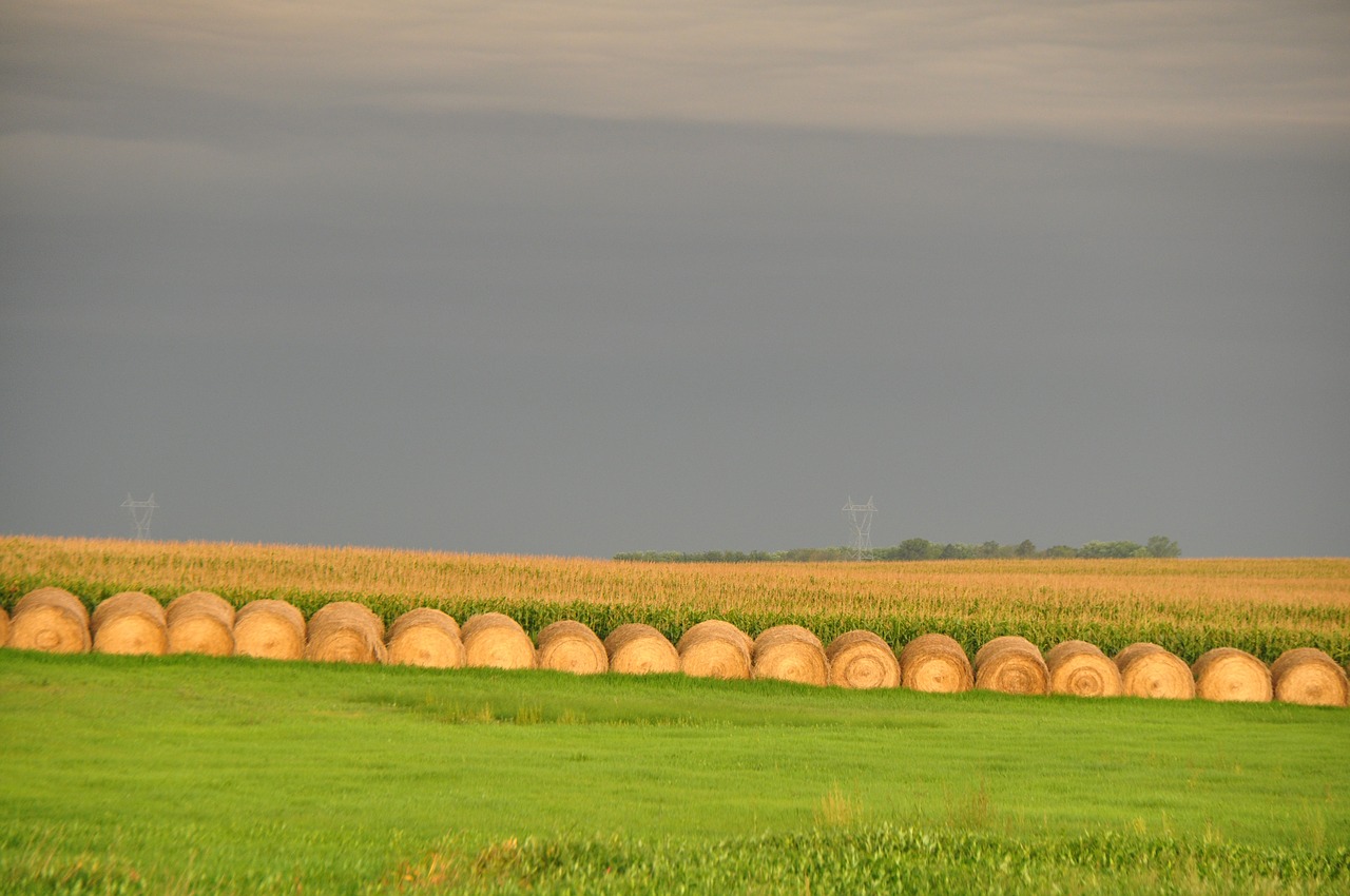 hay round bales free photo