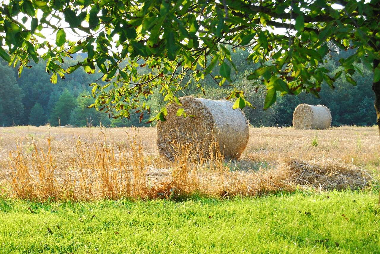 hay stubble grass free photo