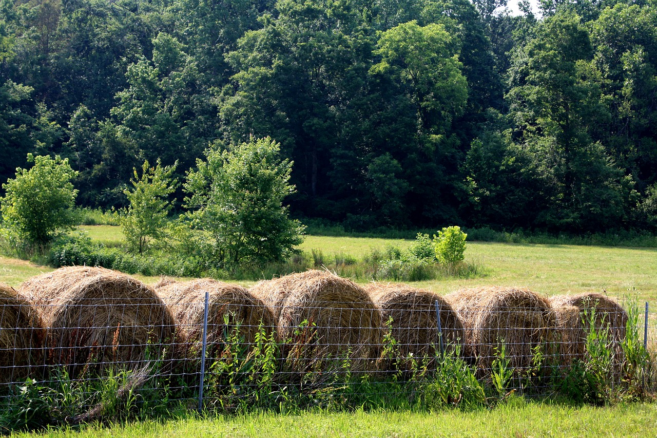 hay bales meadow free photo