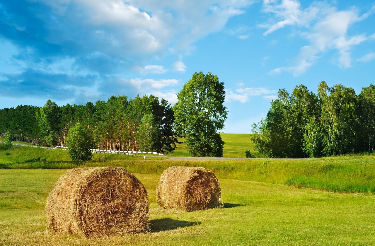 hay harvest harvesting free photo