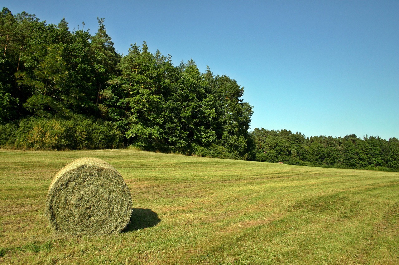 hay hay bales field free photo