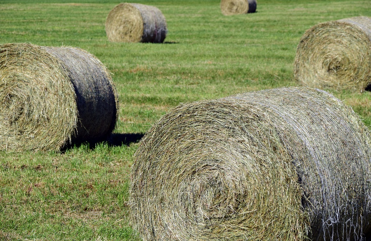 hay hay bales agriculture free photo
