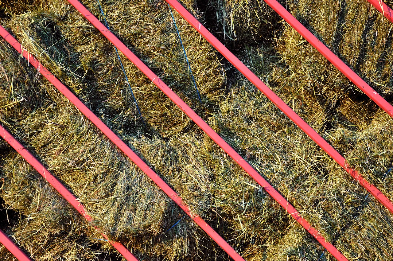 hay haying agriculture free photo