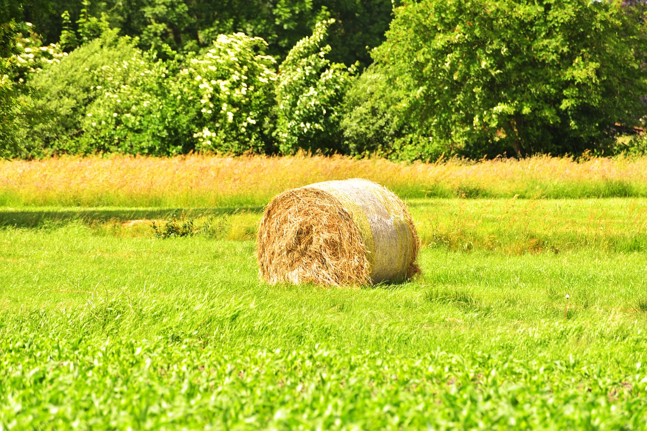 hay round bales agriculture free photo
