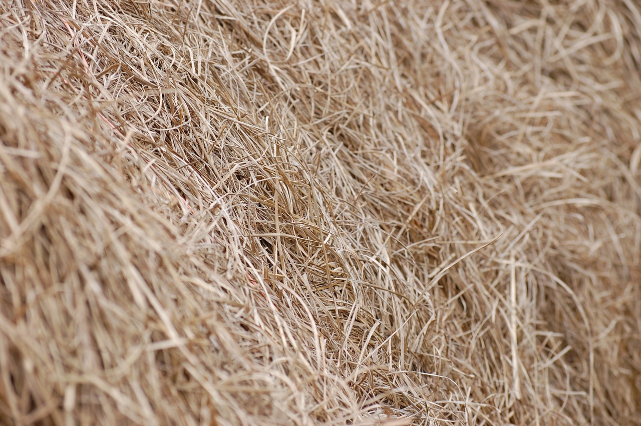 hay field grass free photo