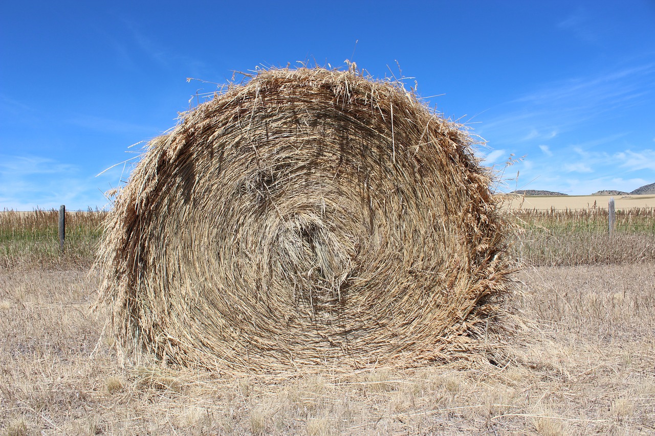 hay agriculture farm free photo