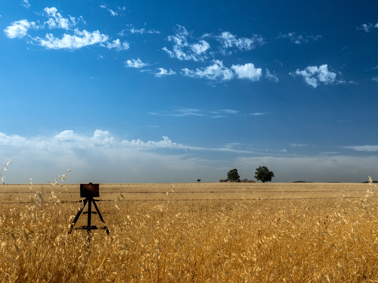 hay field summer free photo