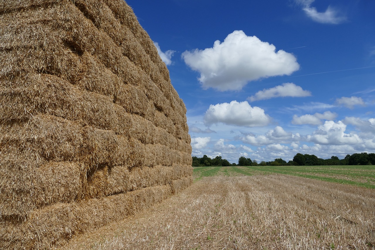 hay hay bale straw free photo