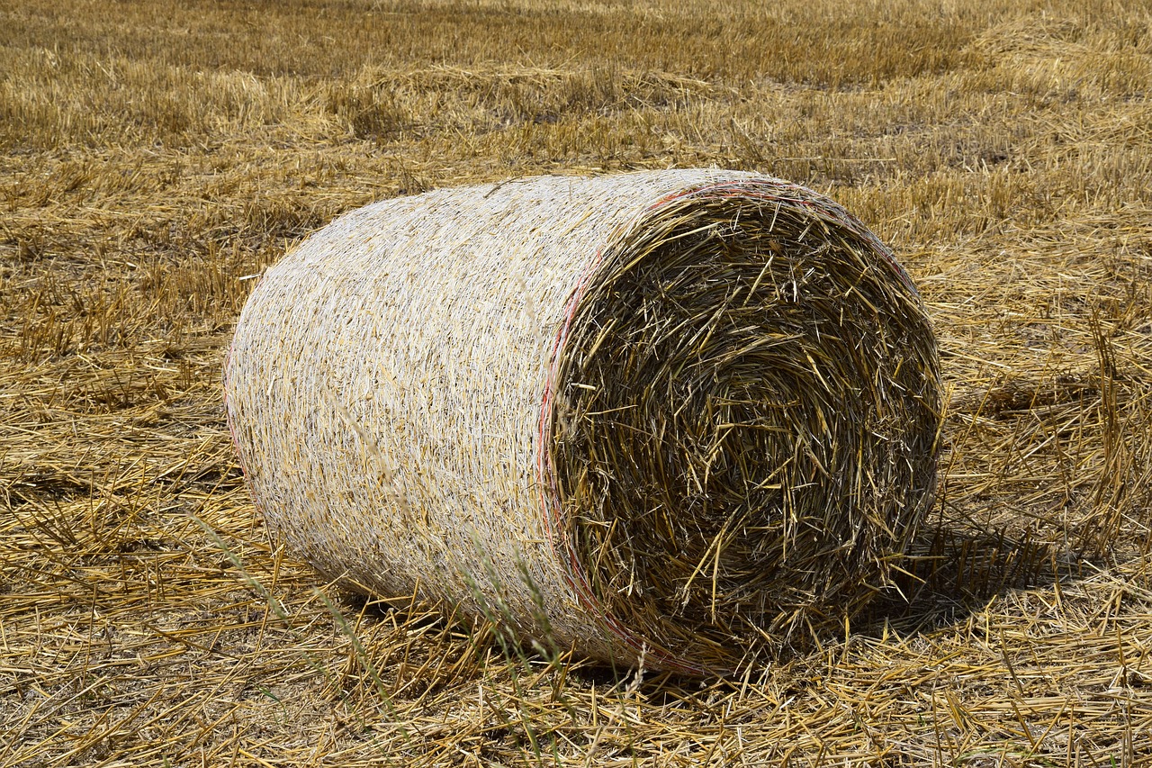 hay hay bales straw free photo