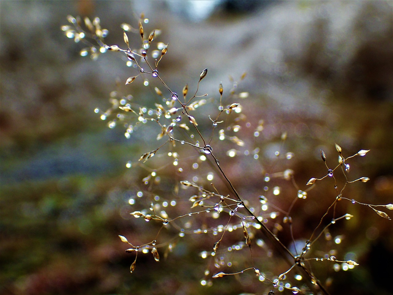 hay water droplets autumn free photo