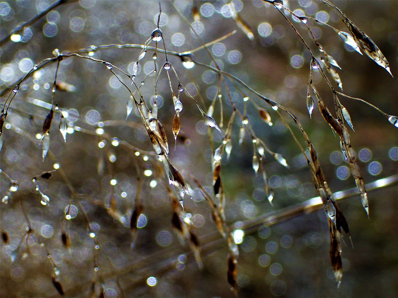 hay water droplets close-up free photo