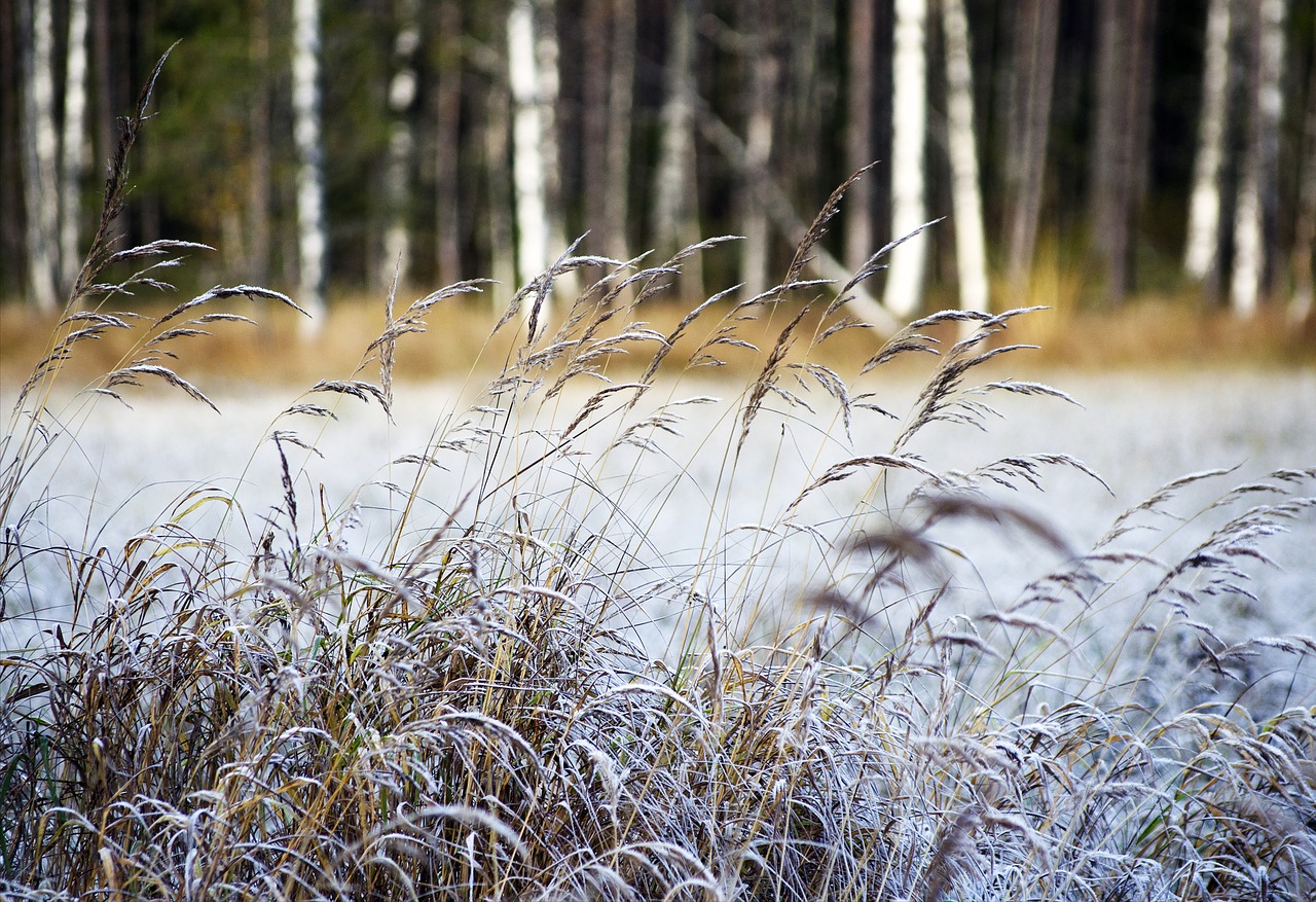 hay autumn nature free photo