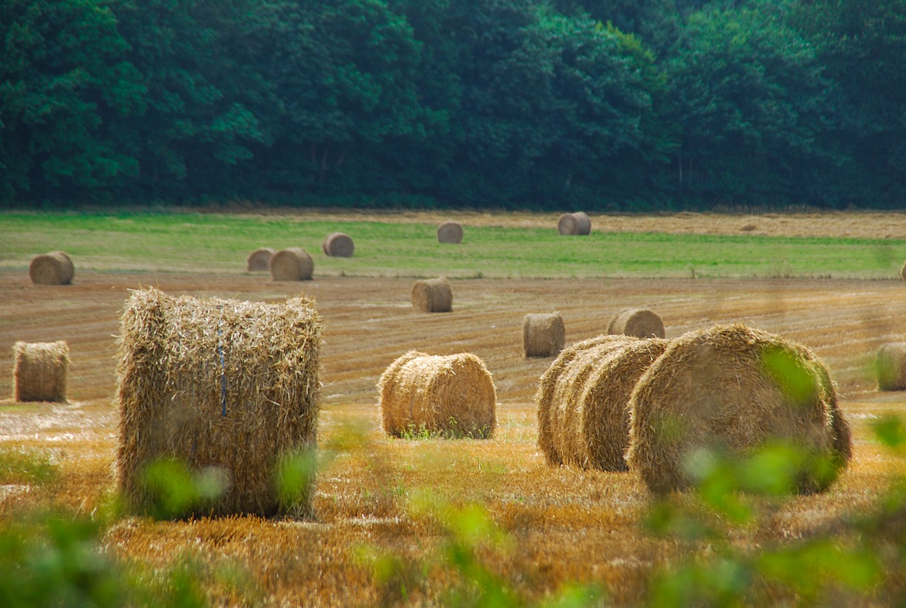 hay rural area straw free photo