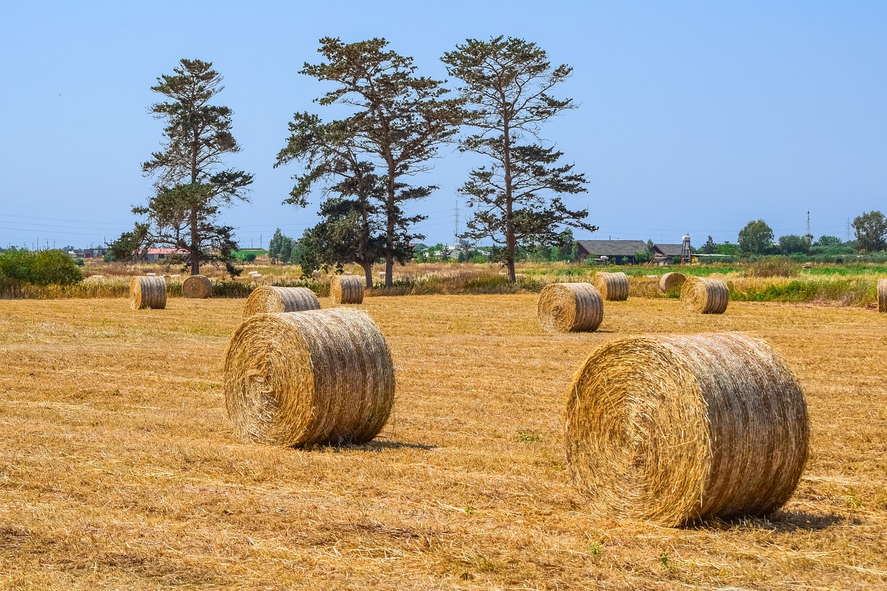 hay  agriculture  straw free photo