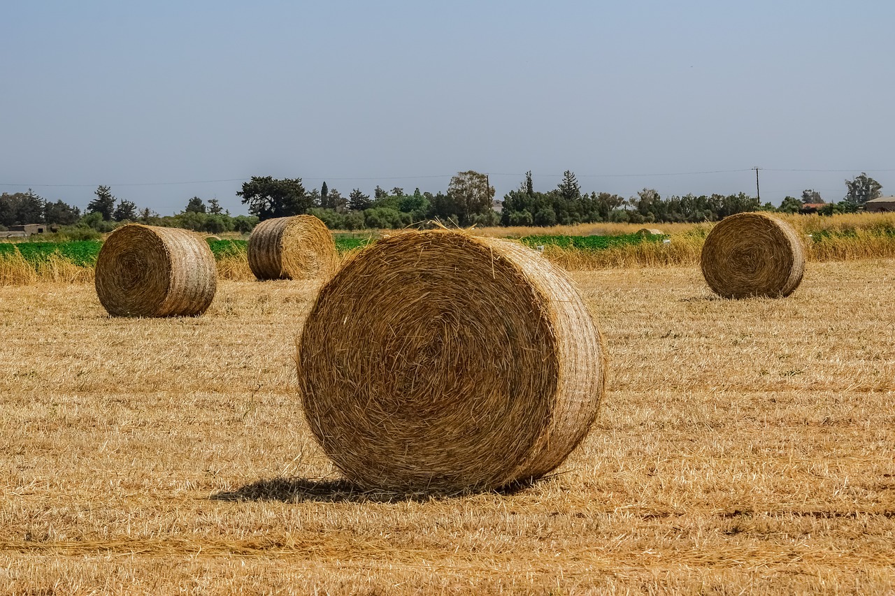 hay  straw  bale free photo