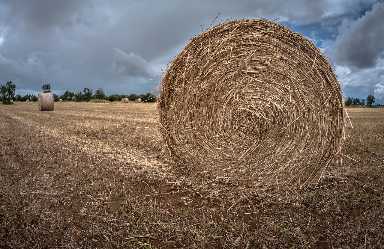 hay  straw  farm free photo