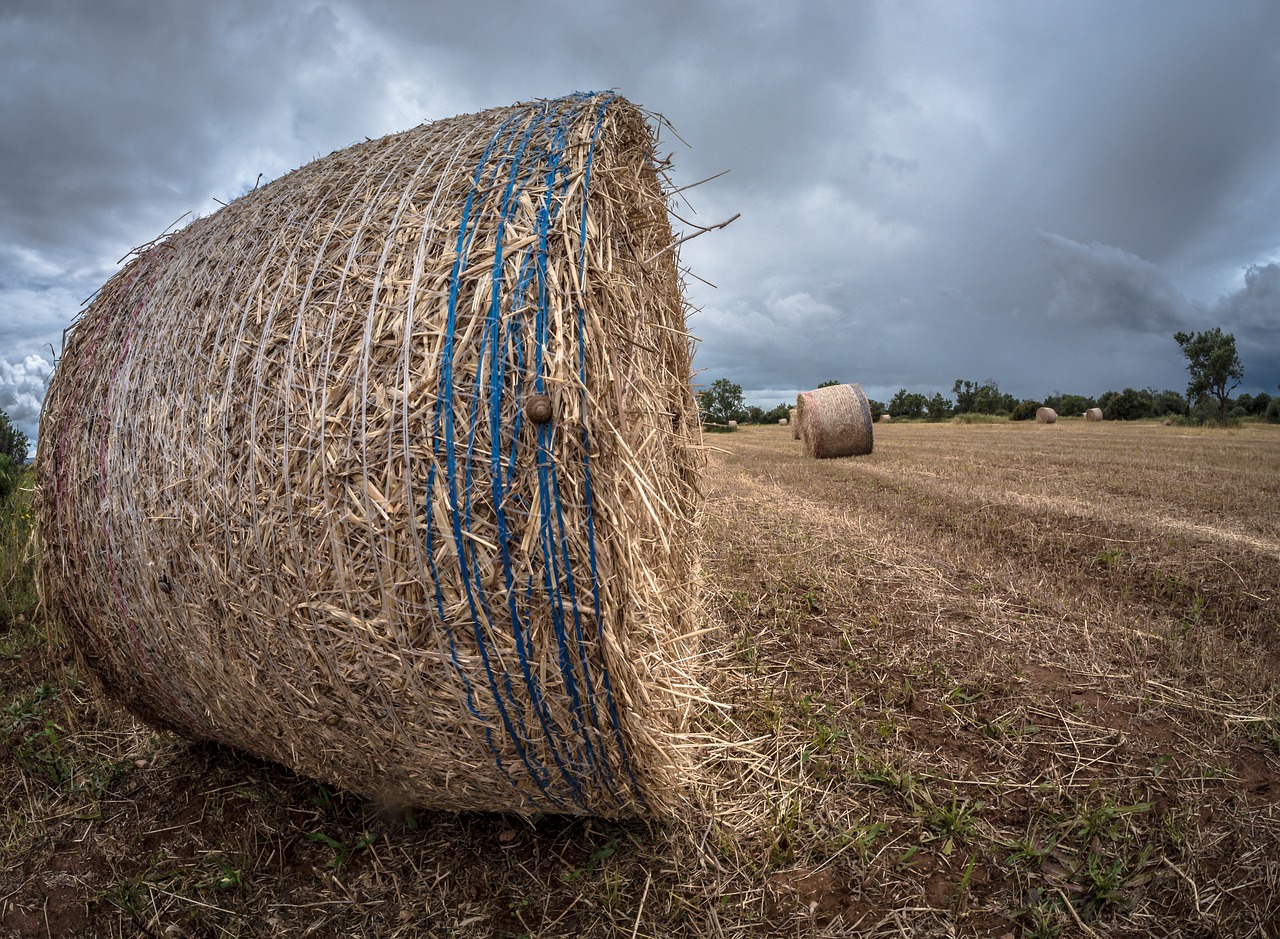 hay  straw  farm free photo
