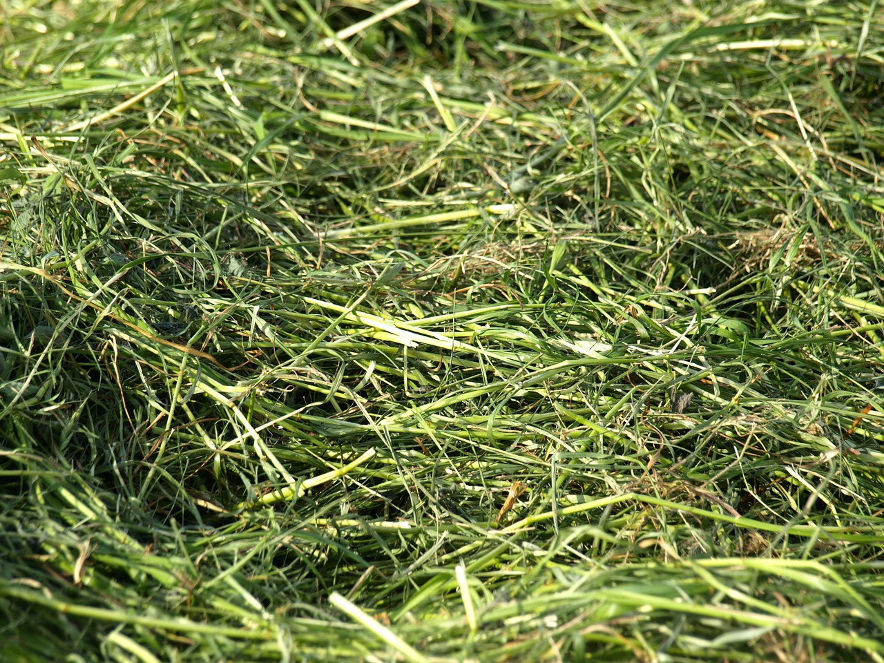 hay grass mowed free photo