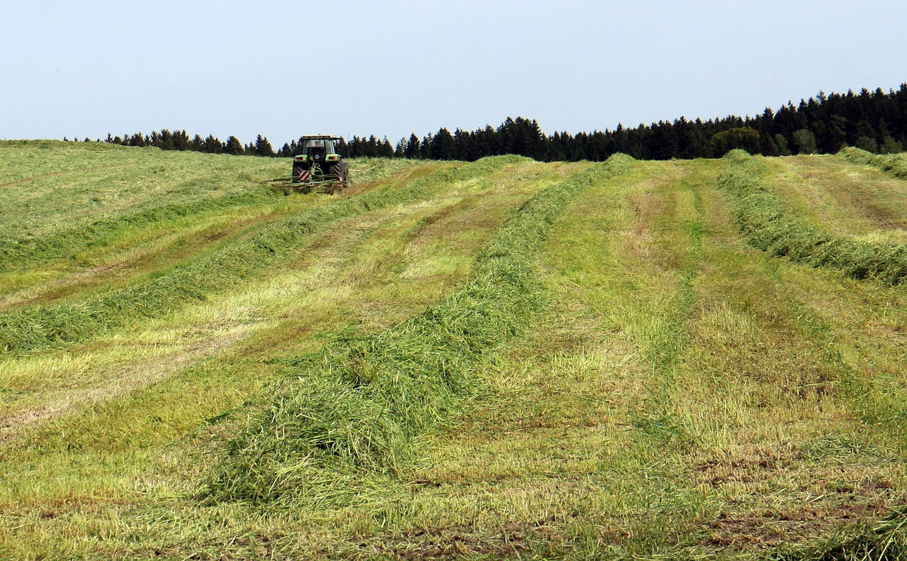 hay harvest time grass free photo