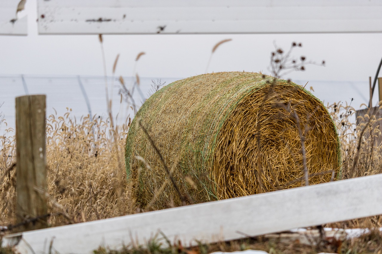 hay  fence  bale free photo