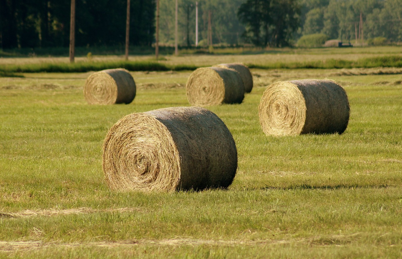 hay  bales  landscape free photo