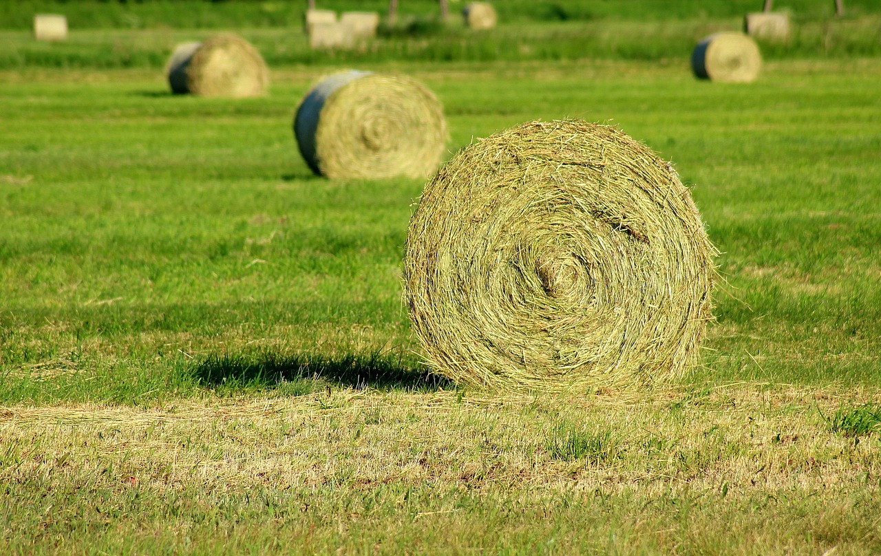 hay  cut grass  haymaking free photo