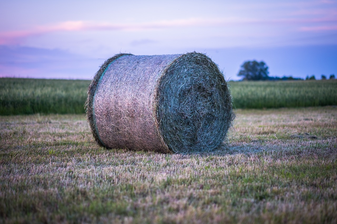 hay  hay bales  straw free photo