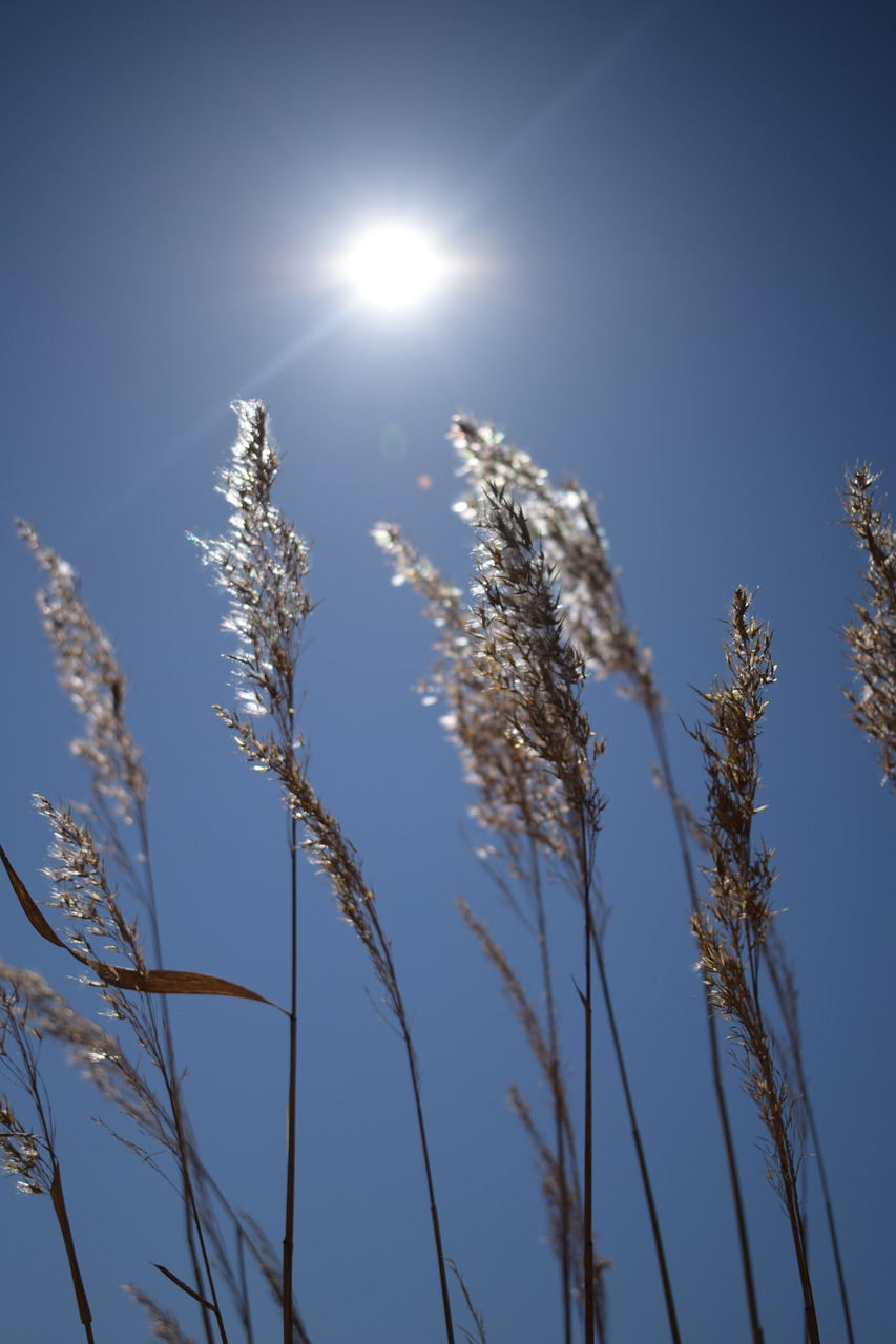 hay  sun  silhouette free photo