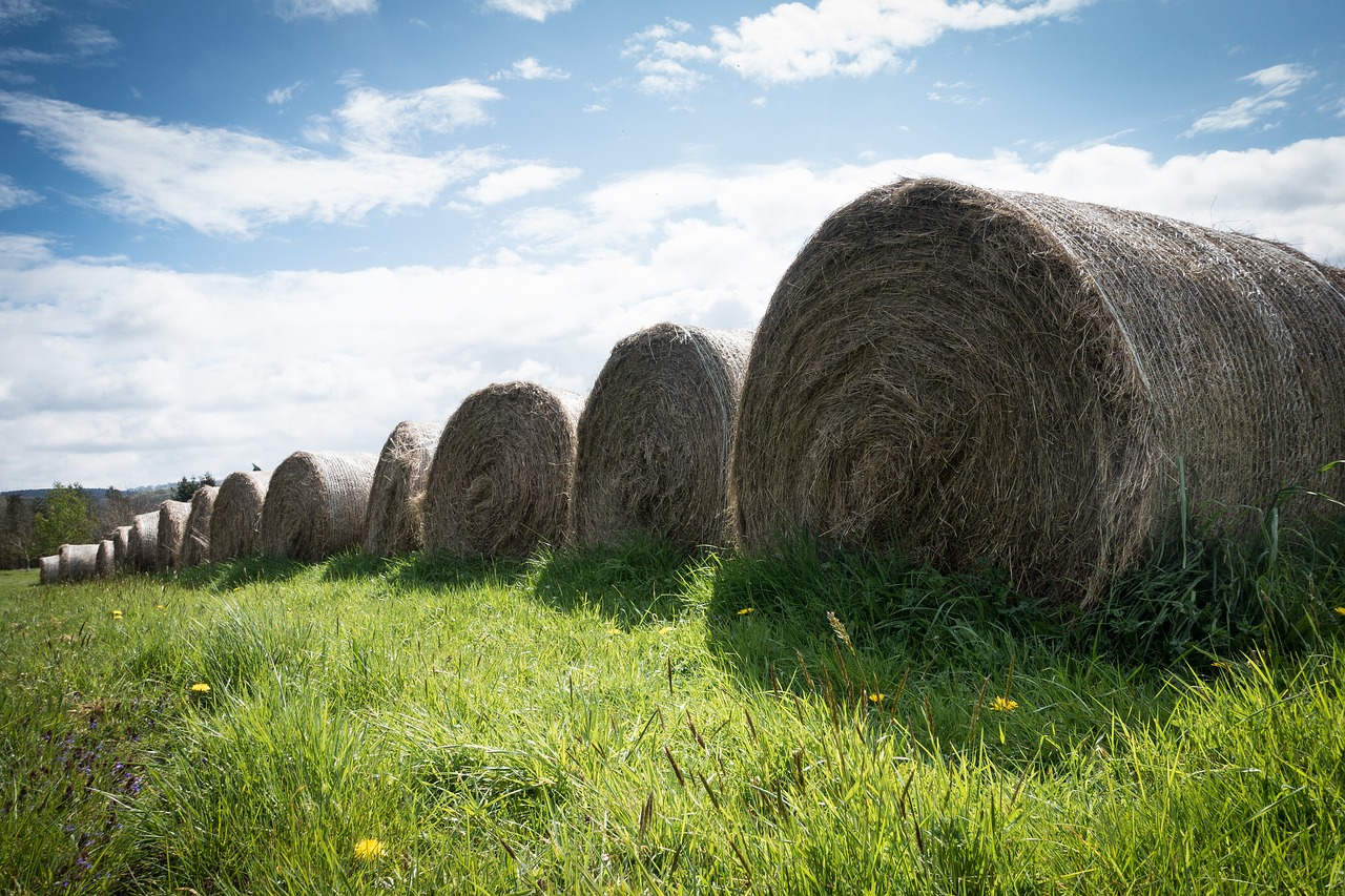 hay  spring  farm free photo