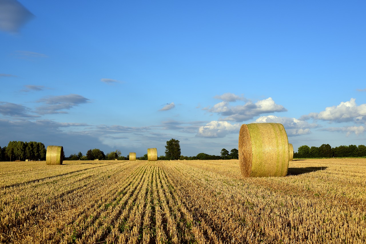 hay  hay bales  agriculture free photo