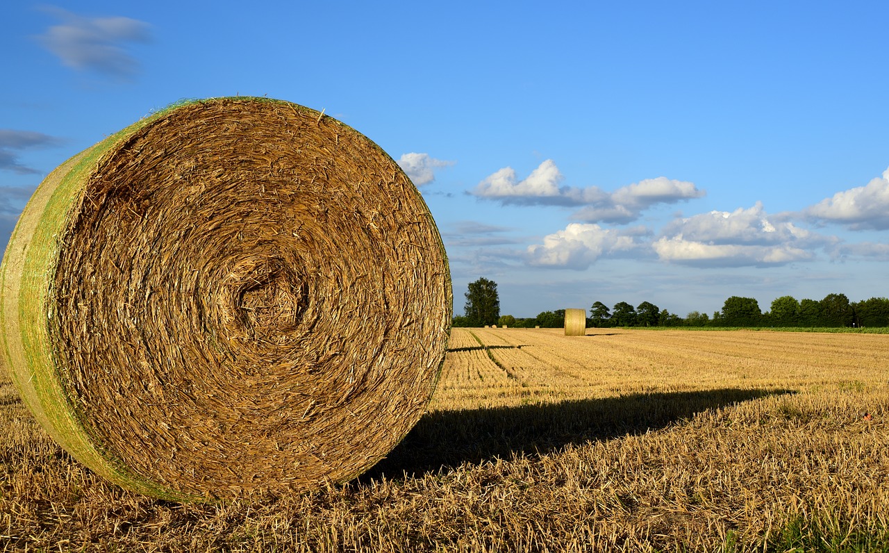 hay  hay bales  agriculture free photo