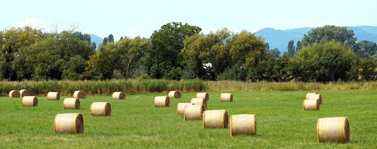 hay  straw  agriculture free photo